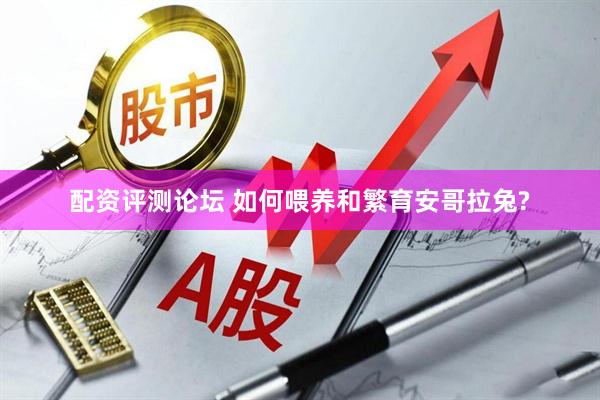 配资评测论坛 如何喂养和繁育安哥拉兔?